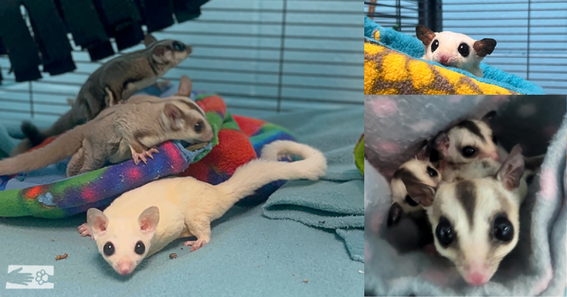 All about Sugar Gliders